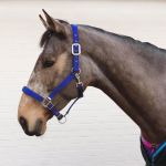 Small Pony Luxury Padded Headcollar Royal Blue No.7148